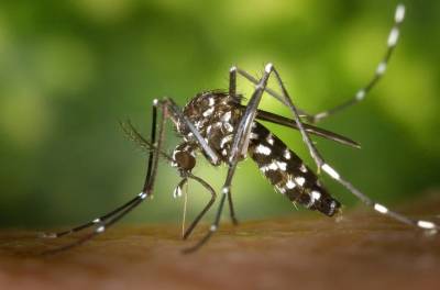 Люблинские пруды обработали от комаров