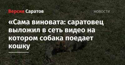 «Сама виновата: саратовец выложил в сеть видео на котором собака поедает кошку