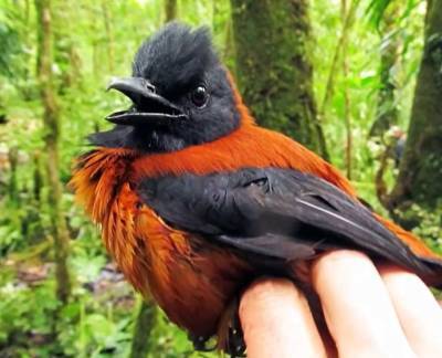 Ученые: Питоху двухцветный является самой ядовитой птицей на планете