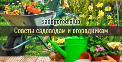 Идея для декора сада от Ольги Вороновой: салаты в тележном колесе