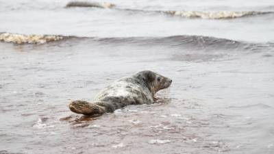 Двух спасенных тюленей вернули в Финский залив