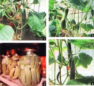 Выращивание огурцов в теплице, на теплой грядке, без химии (Оренбург)