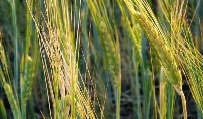 В Башкирии засуха может погубить урожай зерновых культур