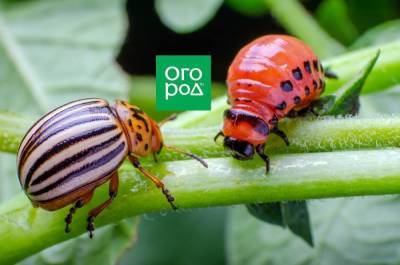 Как избавиться от колорадского жука: 5 способов, которые работают