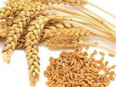 Россельхознадзор выявил заметный рост случаев недостоверного декларирования зерна