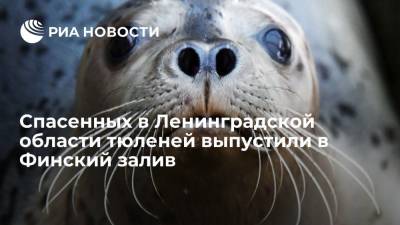 Спасенных в Ленинградской области тюленей выпустили в Финский залив