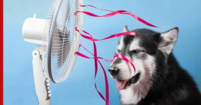 Как помочь собаке пережить жару: несколько советов для владельцев