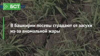 В Башкирии посевы страдают от засухи из-за аномальной жары