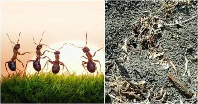 Быстрый и доступный способ избавления от муравьев без приманок. Рабочий метод