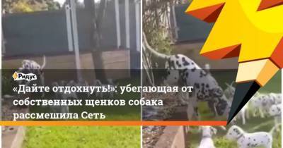 Дайте отдохнуть!: убегающая от собственных щенков собака рассмешила Сеть