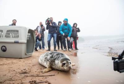 Спасенных в Ленобласти тюленей выпустили в Финский залив