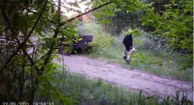 В Дахновском лесничестве фотоловушка зафиксировала мужчин, выбросивших прицеп мусора в лес