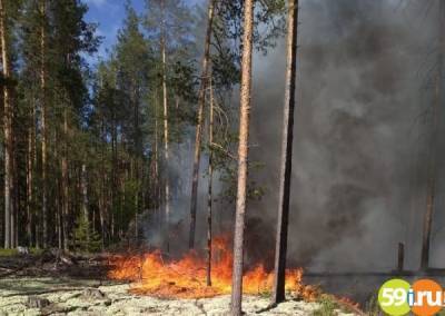 Особый противопожарный режим в лесах Пермского края вводится до сентября
