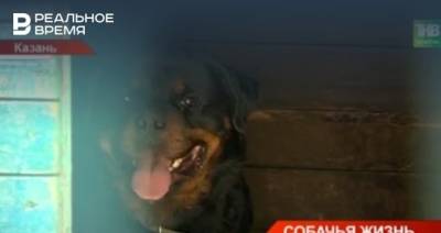 В казанском поселке Мирный в приюте содержат более 100 агрессивных собак — видео