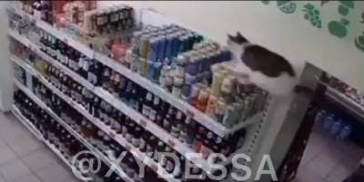 В Одессе кот прыгнув на стеллаж разбил бутылок с алкоголем на несколько тысяч гривен, видео - ТЕЛЕГРАФ
