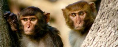 Чтобы лучше понимать друг друга обезьяны могут изменять акцент