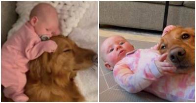 Младенец и собака растут вместе – и уже стали лучшими друзьями