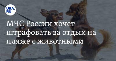 МЧС России хочет штрафовать за отдых на пляже с животными