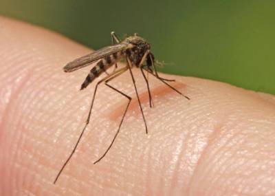 Иммунолог Николай Крючков опроверг возможность передачи коронавируса через укус комара