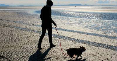 В МЧС пригрозили штрафами за отдых с животными на пляже