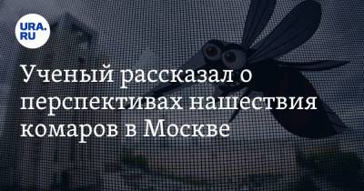 Ученый рассказал о перспективах нашествия комаров в Москве