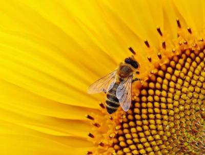 Исчезновение пчел спровоцирует обрушение экономики и гибель человечества