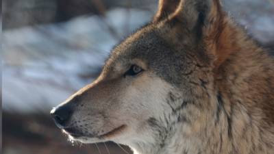 Волчица загрызла несколько домашних животных в поселке в Ленобласти