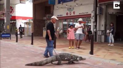 В японской семье 39 лет живет двухметровый крокодил