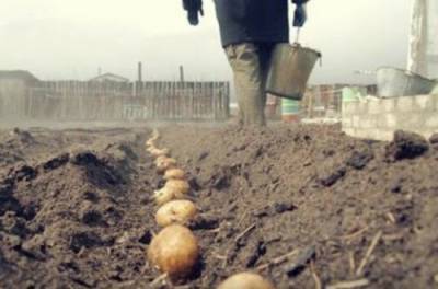 Украинская картошка дороже импортной: цена снижаться не будет