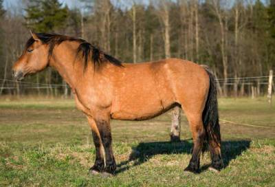 Трех лошадей похитили из конной школы в Ленобласти