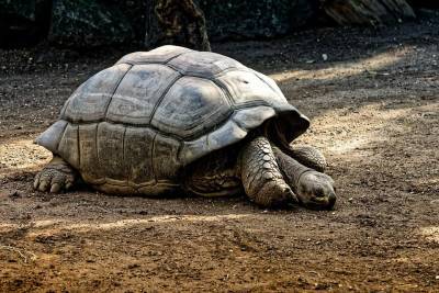 На Галапагосских островах нашли черепаху, «вымершую» 100 лет назад (ВИДЕО) и мира