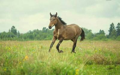 Фото: трех лошадей похитили из конной школы во Всеволожском районе
