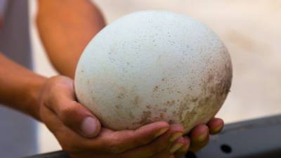Яйцо вымершего страуса найдено в Австралии