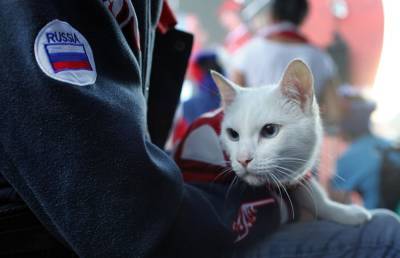Футбольный кот-оракул Ахилл стал приглашённой звездой на Дне эрмитажного кота