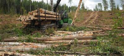 Глава Карелии запретил вырубать лес у Риеккалансаари в Приладожье
