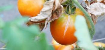 Почему трескаются плоды помидоров?