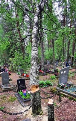 Фото: незаконно подпиленное дерево на кладбище у Выборга угрожает здоровью посетителей