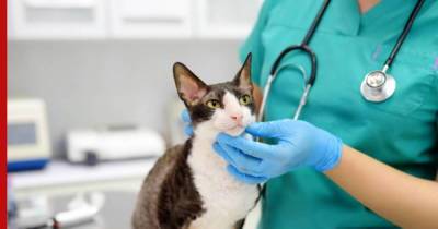 Самые распространенные болезни кошек назвал ветеринар