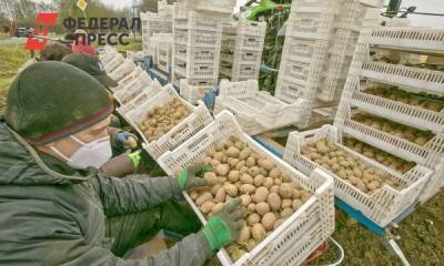 Россиянам объяснили, почему картофель становится опасным к лету