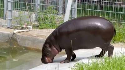 Видео из Сети. Карликовые бегемоты резвятся в бассейне