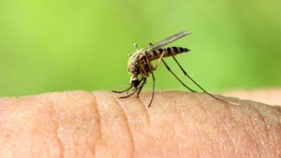 Ждать ли в этом году нашествия комаров в России?
