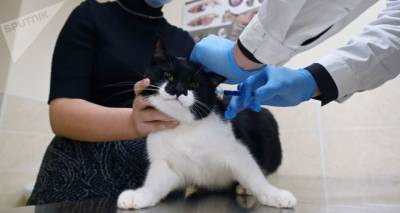 В России начали вакцинировать от COVID-19 домашних животных