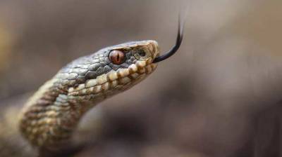 В Мелитополе осталась одна доза сыворотки и уже три случая укуса змей