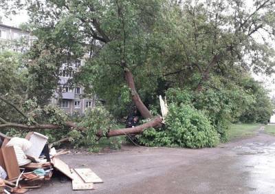 В спальном районе Рязани рухнуло дерево и оборвало провода