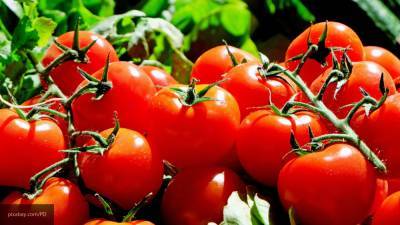 Садоводам рассказали о народных средствах, которые помогают вырастить рассаду помидоров