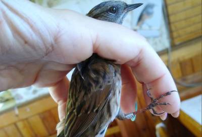 «Маленькая коричневая птичка»: ладожские орнитологи рассказали, как различают виды птиц