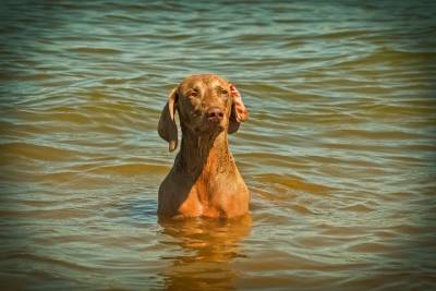 Упавшую с набережной в реку собаку спасли в Москве