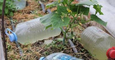 Пассивный полив из пластиковой бутылки, который поможет забыть о шлангах и ведрах на месяц