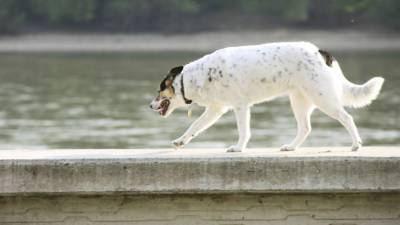 Тонущую собаку спасли в реке в центре Москвы