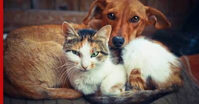 Как приучить собаку и кошку друг к другу, рассказал специалист